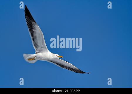 Zwergmöwe flieg vorbei Stockfoto