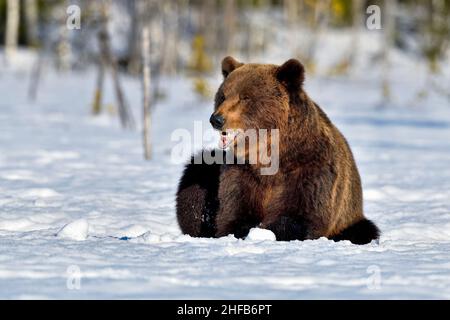 Braunbär, der im Schnee eine Pause einnimmt. Stockfoto