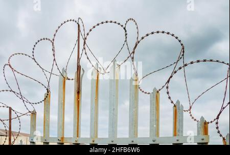 Geschleifter Rasierdraht oder Stacheldraht auf einem Metallzaun mit Stacheln, Sicherheits- oder Gefängniskonzept Stockfoto