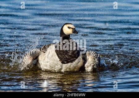 Barnacle Gans. Erstes Baden... Stockfoto