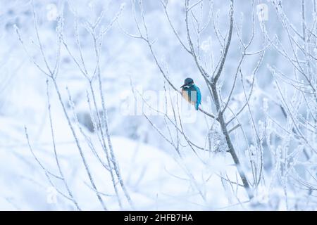 Der wunderschöne Common Kingfisher, Alcedo, liegt auf einem kleinen Ast an einem kalten Wintertag in Estland, Nordeuropa Stockfoto
