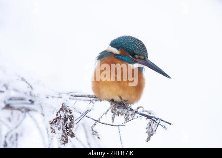 Der wunderschöne Common Kingfisher, Alcedo, liegt auf einem kleinen Ast an einem kalten Wintertag in Estland, Nordeuropa Stockfoto