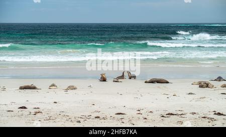 Seelöwen, die sich am Strand von Seal Bay, Kangaroo Island, Südaustralien, ausruhen Stockfoto