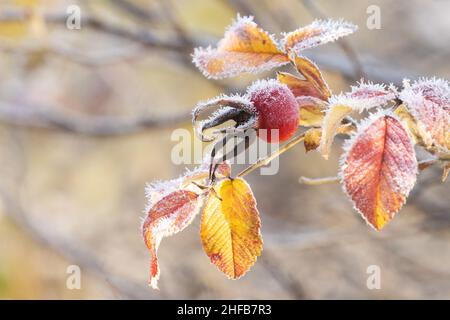 Reife Rosenfrucht und farbenfrohe Blätter, die bei der Herbstkälte in Nordeuropa mit Morgenfrost bedeckt sind. Stockfoto