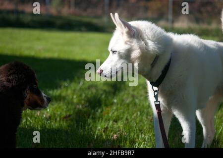 Husky trifft auf Berner Sennenhund Stockfoto