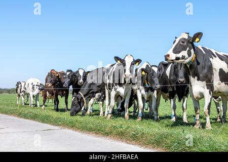 Eine Gruppe von Kühen, die hinter einem Zaun warten, zusammen auf einem grünen Feld stehen, nebeneinander in einer weiten Ansicht Stockfoto