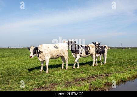 Drei Kühe in einer Reihe, in der Polonaise, die auf einer grünen Wiese, schwarz und weiß, geht. Eine Kettenkollision auf dem Feld Stockfoto