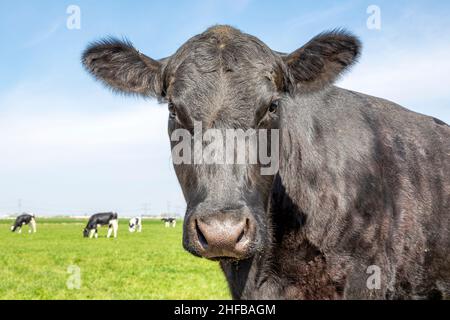 Kopf der schwarzen Kuh aus der Nähe stehend auf einem Feld, im Hintergrund ein paar Kühe in den Niederlanden Stockfoto