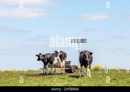 Kühe und ein Trinktrog auf Sonnenenergie auf der Weide, im Polder in Holland und einem weiten blauen Himmel Stockfoto