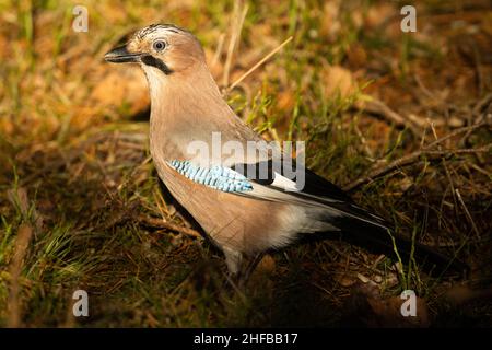 Wunderschöner eurasischer jay, Garrulus glandarius auf dem Boden während eines sonnigen Herbsttags im estnischen borealen Wald. Stockfoto