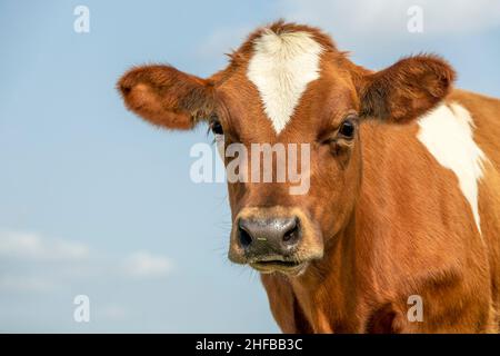 Niedlicher Kalbskopf aus einem roten Fell mit großen großen Augen und schwarzer Nase, schön und unschuldig auf blauem Hintergrund. Stockfoto