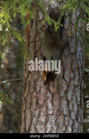 Neugieriges rotes Eichhörnchen, Sciurus vulgaris, der kopfüber auf einen alten Tannenstamm im estnischen Wald klettert. Stockfoto