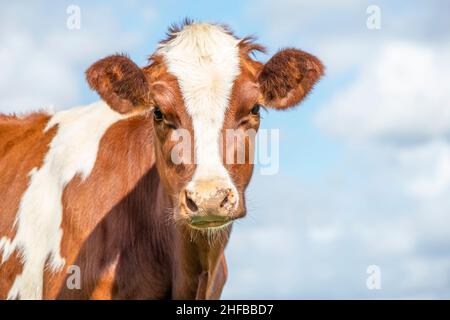 Kuhportrait, ein niedliches und ruhiges rotes Rind, mit weißer Flamme, rosa Nase und freundlichem und ruhigem Ausdruck, entzückender Pelz Stockfoto