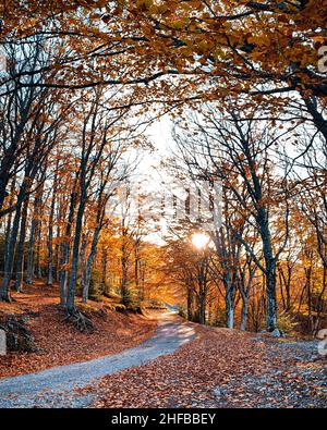 Herbstfarben leuchtende Blätter in der Allee der Buchen Stockfoto