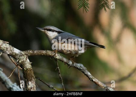 Mutiger eurasischer Nacktbarsch, Sitta europaea, hoch oben auf einem kleinen Fichtenzweig in einem europäischen borealen Wald. Stockfoto