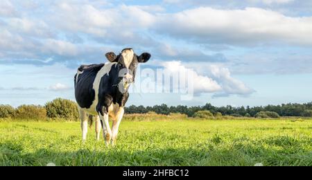 Schwarz-weiße Kuh, die auf grünem Gras auf einer Wiese steht, Weide in den Niederlanden und ein blauer Himmel. Stockfoto