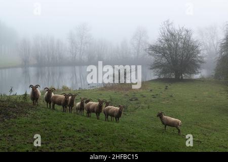 Eine Herde gehörnter Schafe auf einer Wiese an einem kleinen See bei nebelndem Wetter, Provinz Zeeland, Niederlande Stockfoto