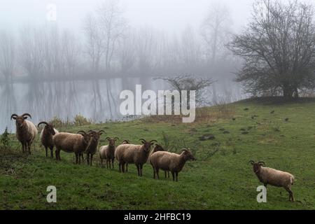 Eine Herde gehörnter Schafe auf einer Wiese an einem kleinen See bei nebelndem Wetter, Provinz Zeeland, Niederlande Stockfoto