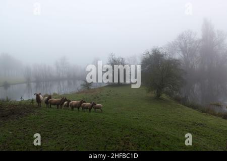 Eine Herde gehörnter Schafe auf einer Wiese an einem kleinen See bei nebelndem Wetter, Provinz Zeeland, Niederlande Stockfoto