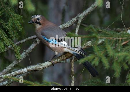 Eurasian jay, Garrulus glandarius, hoch oben auf einem Fichtenzweig im estnischen borealen Wald. Stockfoto