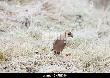 Eurasian jay, Garrulus glandarius auf frostigem Boden an einem kalten Tag in Estland, Nordeuropa. Stockfoto