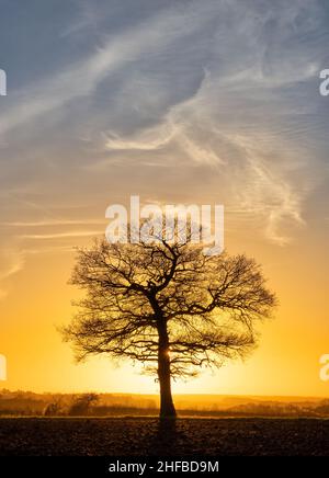 Einsamer Eichenbaum bei Sonnenuntergang mit weichen, wispigen Wolken. Hertfordshire. VEREINIGTES KÖNIGREICH Stockfoto