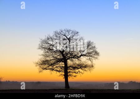 Einsamer Eichenbaum bei Sonnenuntergang. Hertfordshire. VEREINIGTES KÖNIGREICH Stockfoto
