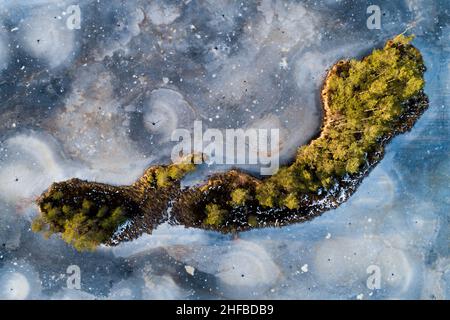 Ein atemberaubender Blick aus der Vogelperspektive auf einen gefrorenen Moorsee mit einer kleinen Insel in estnischer Wildnis. Stockfoto