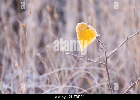 Ein kleines, gelbes Birkenblatt, bedeckt mit Heiserfrost während eines kalten Herbstmorgens im estnischen Moor. Stockfoto