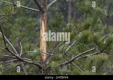 Pinus sylvestris, eine junge schottische Kiefer, die in den Wintermonaten von Moose geschält wurde Stockfoto