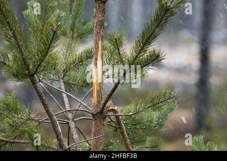 Pinus sylvestris, eine junge schottische Kiefer, die in den Wintermonaten von Moose geschält wurde Stockfoto