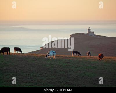 Rinder weiden auf den South Downs zwischen Beachy Head und Birling Gap, East Sussex Stockfoto