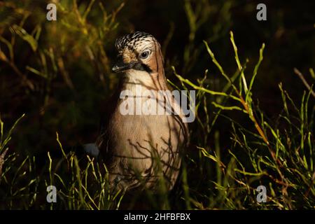 Wunderschöner eurasischer jay, Garrulus glandarius auf dem Boden während eines sonnigen Herbsttags im estnischen borealen Wald. Stockfoto