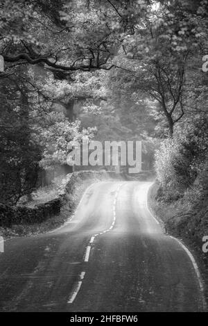 Schwarz-weiß, wunderschönes Landschaftsbild der Straße, die sich durch den lebendigen Herbst-Dodd-Woods-Wald im Lake District schlängelt Stockfoto