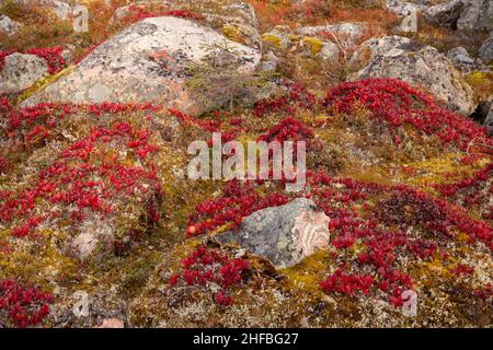 Ein Teppich aus leuchtend roten Bärenbeeren, Arctous alpina während der Herbstlaub im finnischen Lappland in Nordeuropa. Stockfoto