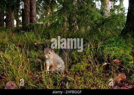 Weitwinkelaufnahme des Roten Eichhörnchens auf der Suche nach Nahrung auf dem Waldboden im estnischen Borealwald. Stockfoto