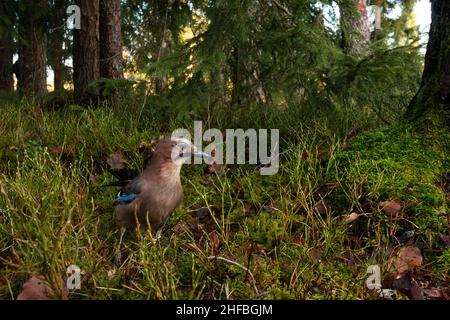 Eine Weitwinkelaufnahme des Eurasischen jay, Garrulus glandarius, in der Mitte von Waldbüschen am späten Herbsttag in Estland. Stockfoto