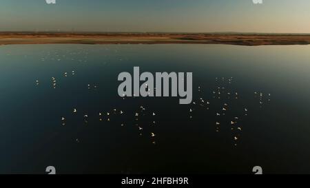 Antenne für viele Vögel, die bei Sonnenuntergang über dem See fliegen. Eine silhouettierte Herde wilder Enten, die über dem dunkelblauen Wasser vor der strahlenden Sonne und dem blauen Himmel emporragen. Stockfoto