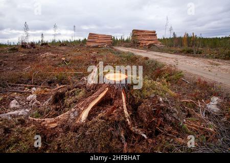 Frisch geschnittener schottischer Kiefernstumpf auf einer klaren Fläche neben einem Holzhaufen und einer kleinen Straße in Nordfinnland. Stockfoto