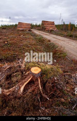Frisch geschnittener schottischer Kiefernstumpf auf einer klaren Fläche neben einem Holzhaufen und einer kleinen Straße in Nordfinnland. Stockfoto