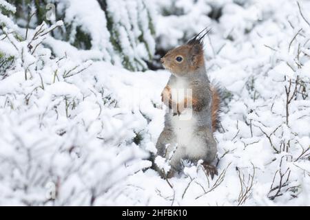 Ängstliches rotes Eichhörnchen, Sciurus vulgaris, steht auf einem verschneiten Boden im estnischen borealen Wald. Stockfoto