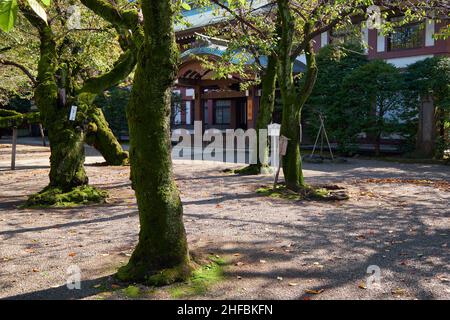 Tokio, Japan - 26. Oktober 2019: Die moosigen Kirschbäume (Sakura) im Garten des Yasukuni-Schreins (friedliches Land), die an die Toten erinnern Stockfoto