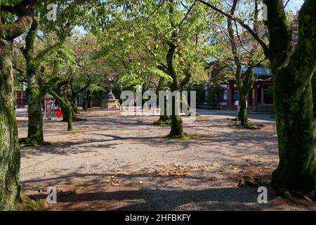 Tokio, Japan - 26. Oktober 2019: Die moosigen Kirschbäume (Sakura) im Garten des Yasukuni-Schreins (friedliches Land), die an die Toten erinnern Stockfoto