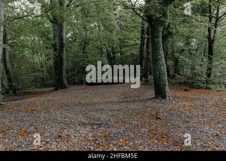 Grüne Bäume, die im Herbst ihre Blätter in einem ruhigen Waldwald fallen lassen. Keine Personen. Konzept für allein, Raum für Gedanken, psychische Gesundheit, Natur Stockfoto