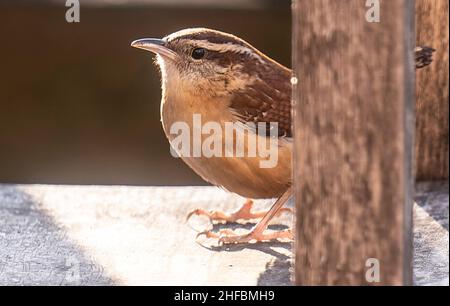 Ein kleiner Wren auf der Hinterhofterrasse Stockfoto