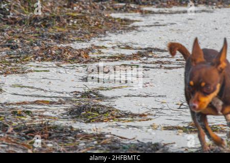 Laufen unscharf mexikanischen niedlich verspielt braun spielzeug Terrier Hund auf dem Strand Sandbank und Algen auf Holbox Insel Mexiko. Stockfoto