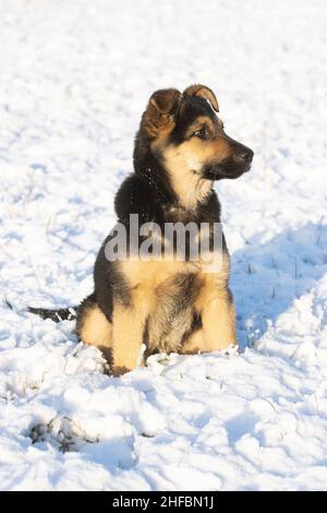 Ruhiges deutsches schäferhündchen, das an einem sonnigen Wintertag in Europa sitzt. Stockfoto