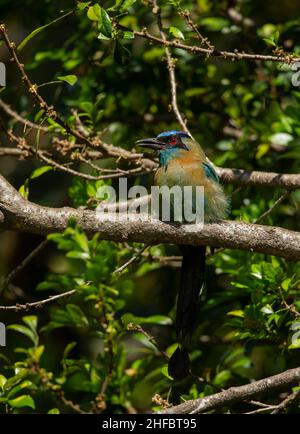 Blau - gekrönte Motmot (Momotus momota) Stockfoto