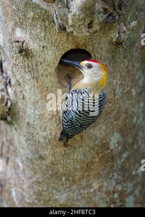 Hoffmanns Specht (Melanerpes hoffmannii), Männchen am Nistloch Stockfoto