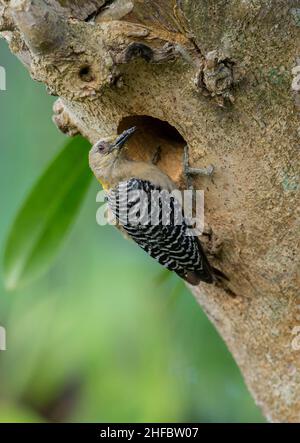 Hoffmanns Specht (Melanerpes hoffmannii) , Weibchen am Nistloch Stockfoto